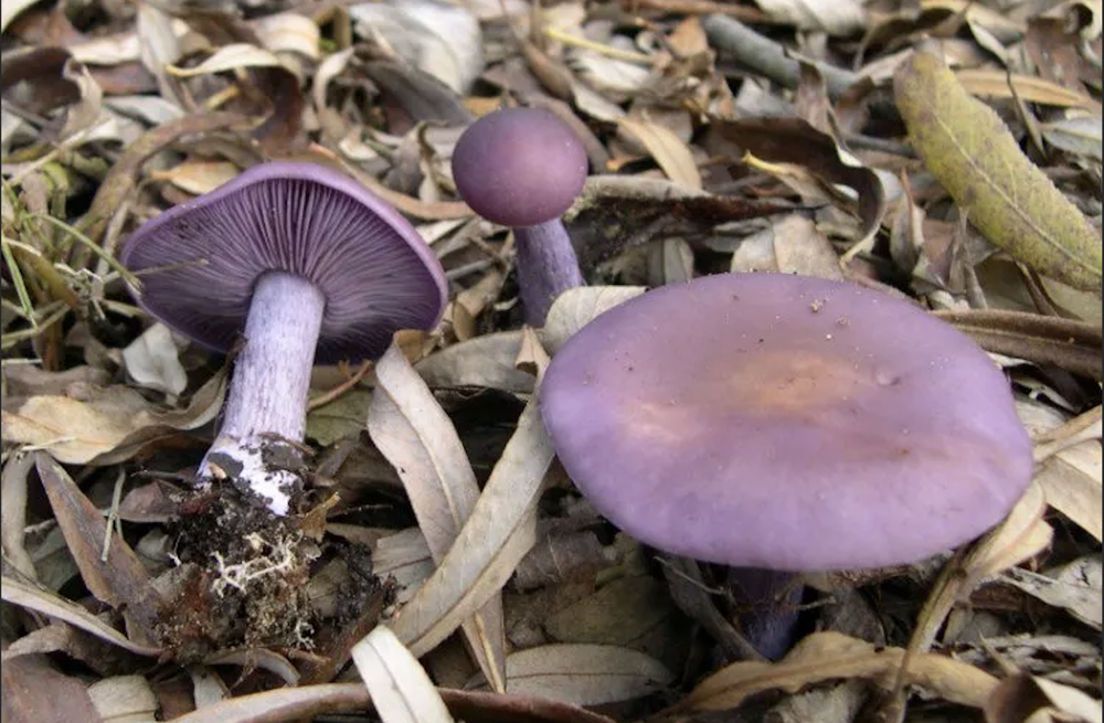 Identifying Wood Blewits from Cortinarius Look-a-likes — Central